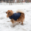 Зимняя куртка (жилетка) для выгула собак Hitvest L голубой-3